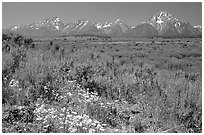 Wildflowers and Teton range, morning. Grand Teton National Park, Wyoming, USA. (black and white)