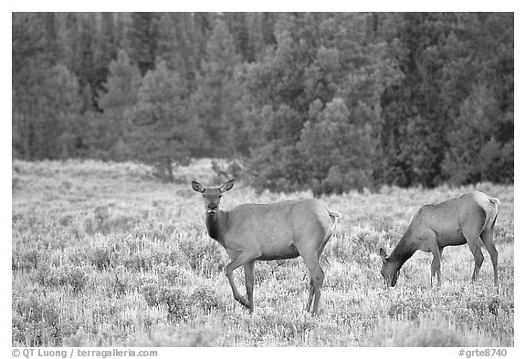 Cow Elk in meadow a dusk. Grand Teton National Park, Wyoming, USA.