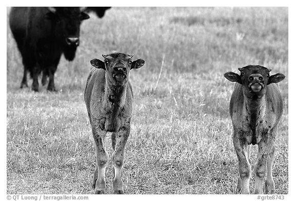 Bison calves. Grand Teton National Park (black and white)