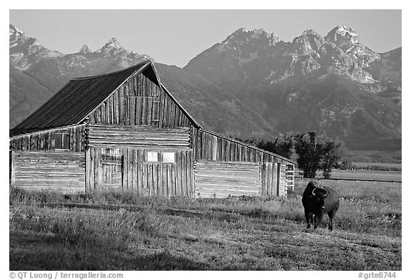 Bison in front of barn, with Grand Teton in the background, sunrise. Grand Teton National Park, Wyoming, USA.