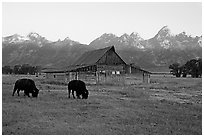 Bisons in front of barn below Teton range. Grand Teton National Park, Wyoming, USA. (black and white)
