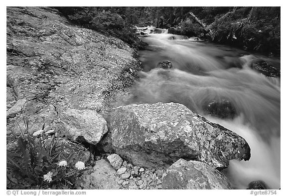 Dandelion along Cascade Creek. Grand Teton National Park, Wyoming, USA.