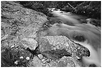 Dandelion along Cascade Creek. Grand Teton National Park, Wyoming, USA. (black and white)