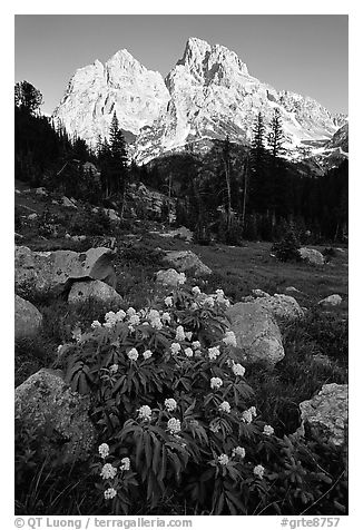 Columbine and Tetons, evening. Grand Teton National Park (black and white)