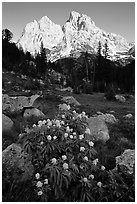 Columbine and Tetons, evening. Grand Teton National Park, Wyoming, USA. (black and white)