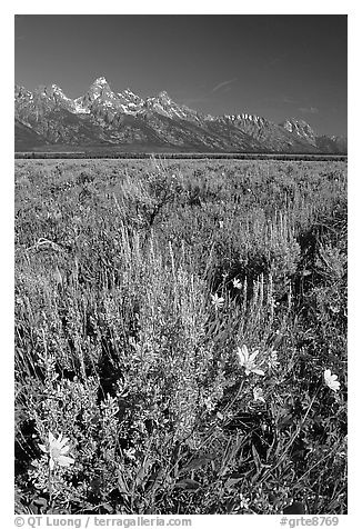 Arrowleaf balsam root and Teton range, morning. Grand Teton National Park, Wyoming, USA.