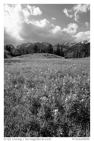 Yellow summer flowers in Horseshoe park. Rocky Mountain National Park (black and white)
