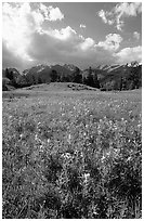 Yellow summer flowers in Horseshoe park. Rocky Mountain National Park ( black and white)