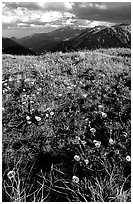 Alpine flowers on the tundra along Trail Ridge road. Rocky Mountain National Park, Colorado, USA. (black and white)