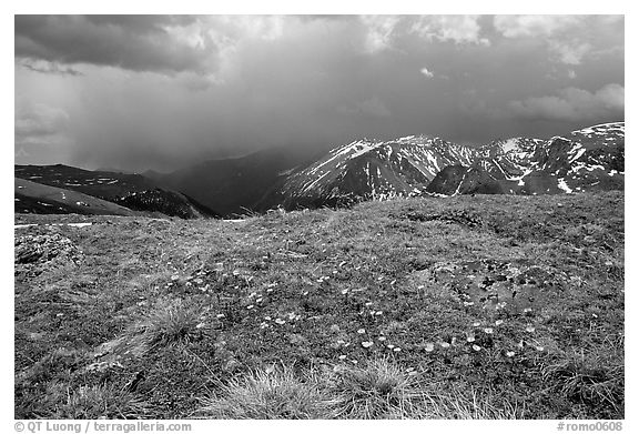 Alpine wildflowers and summer storm along Trail Ridge road. Rocky Mountain National Park, Colorado, USA.