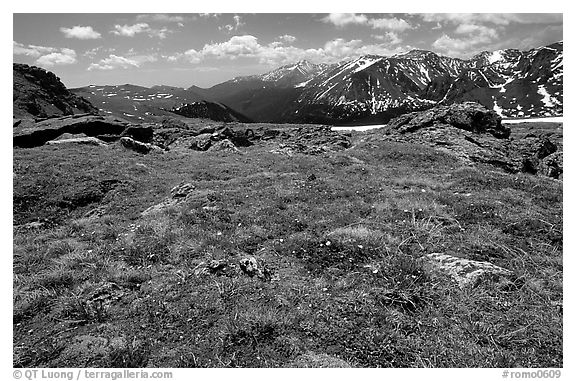 Alpine flowers on  tundra along Trail Ridge road. Rocky Mountain National Park, Colorado, USA.