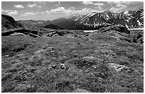 Alpine flowers on  tundra along Trail Ridge road. Rocky Mountain National Park, Colorado, USA. (black and white)