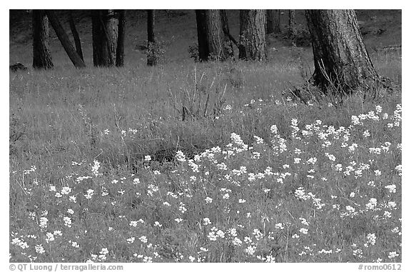 Flowers and tree trunks. Rocky Mountain National Park, Colorado, USA.