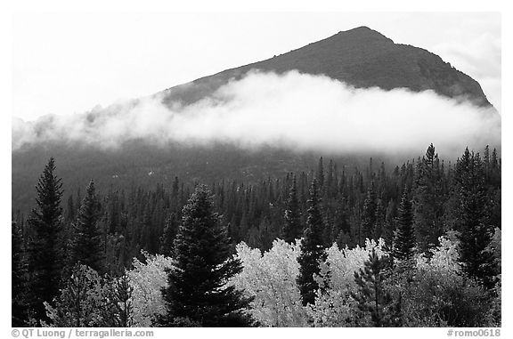 Fog, trees, and peak, Glacier basin. Rocky Mountain National Park, Colorado, USA.