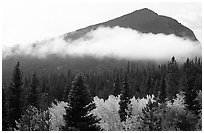 Fog, trees, and peak, Glacier basin. Rocky Mountain National Park, Colorado, USA. (black and white)