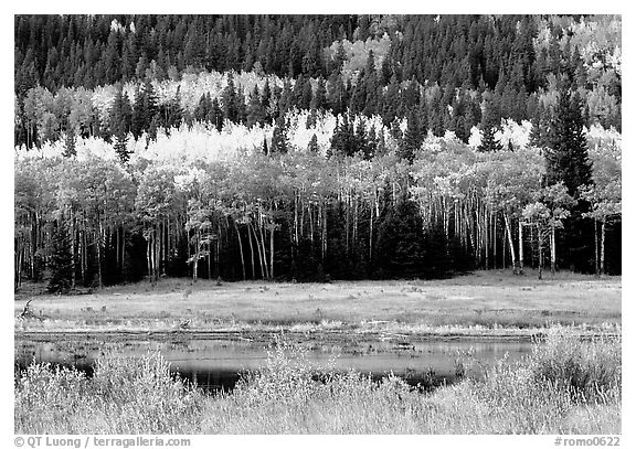 Yellow aspens and conifers Horseshoe park. Rocky Mountain National Park, Colorado, USA.