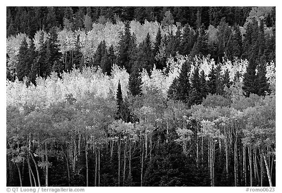 Aspens mixed with  conifers. Rocky Mountain National Park (black and white)