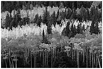 Aspens mixed with  conifers. Rocky Mountain National Park, Colorado, USA. (black and white)