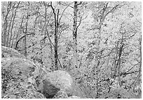 Aspens in autumn foliage and boulders. Rocky Mountain National Park, Colorado, USA. (black and white)