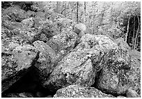 Field of large lichen-covered boulders and  aspens in fall foliage. Rocky Mountain National Park, Colorado, USA. (black and white)