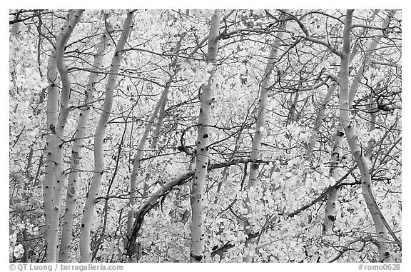 Yellow aspen foliage. Rocky Mountain National Park, Colorado, USA.