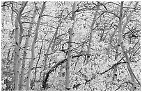 Yellow aspen foliage. Rocky Mountain National Park, Colorado, USA. (black and white)