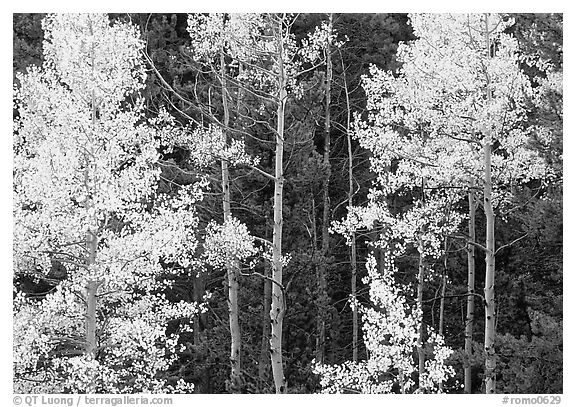 Yellow aspens in forest. Rocky Mountain National Park, Colorado, USA.