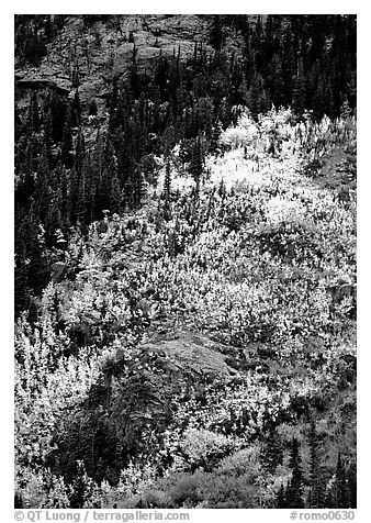 Distant view of bright aspens on mountainside. Rocky Mountain National Park (black and white)