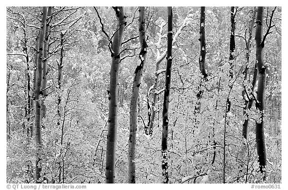 Yellow aspens with fresh snow. Rocky Mountain National Park (black and white)