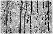 Yellow aspens with fresh snow. Rocky Mountain National Park, Colorado, USA. (black and white)