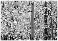 Yellow aspens with fresh snow. Rocky Mountain National Park, Colorado, USA. (black and white)