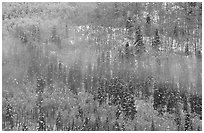Aspens, spruce, snow, and fog. Rocky Mountain National Park, Colorado, USA. (black and white)