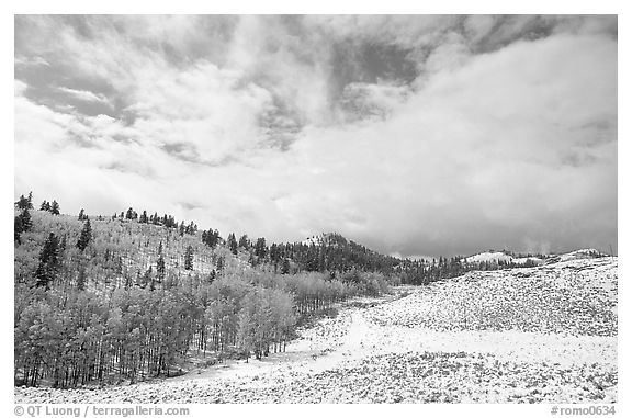 Aspens, snow, and clouds. Rocky Mountain National Park (black and white)
