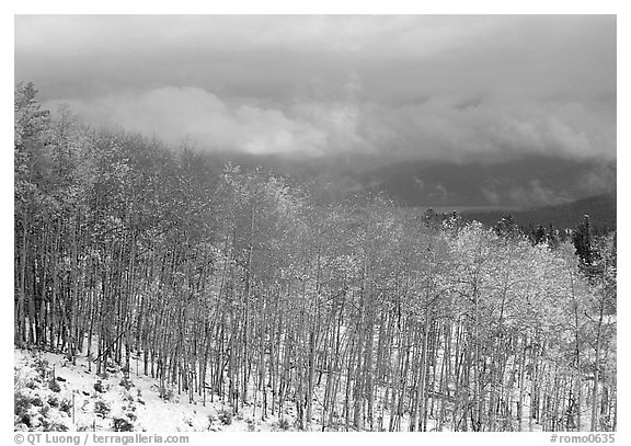 Aspens and snow. Colorado, USA (black and white)