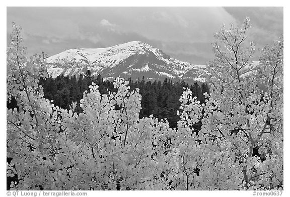 Orange aspens and blue mountains. Colorado, USA