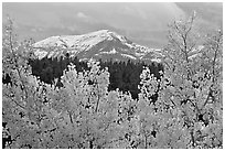 Orange aspens and blue mountains. Colorado, USA (black and white)