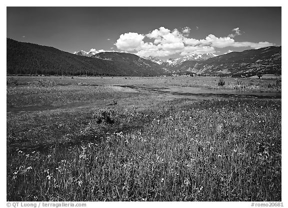 Summer flowers and stream in Many Parks area. Rocky Mountain National Park, Colorado, USA.