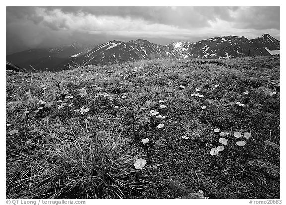 Yellow alpine wildflowers, tundra and mountains. Rocky Mountain National Park, Colorado, USA.