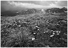 Yellow alpine wildflowers, tundra and mountains. Rocky Mountain National Park, Colorado, USA. (black and white)