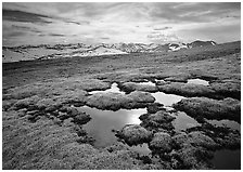 Alpine tundra and the Never Summer range. Rocky Mountain National Park ( black and white)