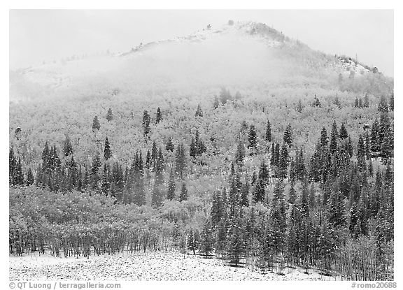 Yellow aspens and conifers in snow and fog. Rocky Mountain National Park, Colorado, USA.