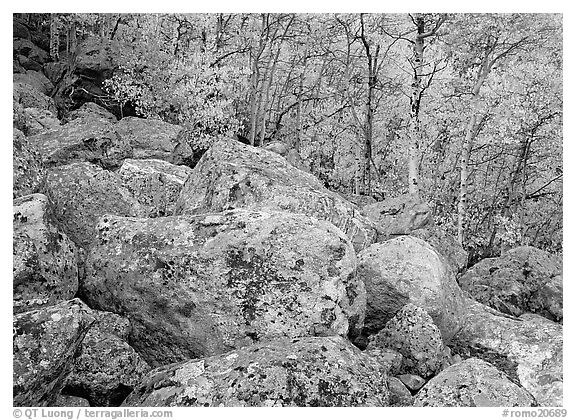 Lichen-covered boulders and yellow aspens. Rocky Mountain National Park, Colorado, USA.