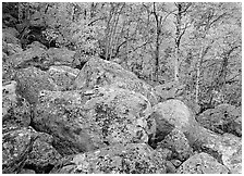 Lichen-covered boulders and yellow aspens. Rocky Mountain National Park ( black and white)