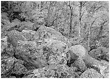 Lichen-covered boulders and yellow aspens. Rocky Mountain National Park, Colorado, USA. (black and white)