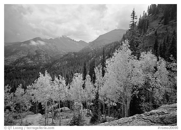 Aspens in fall foliage and Glacier basin mountains. Rocky Mountain National Park, Colorado, USA.