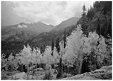 Aspens in fall foliage and Glacier basin mountains. Rocky Mountain National Park, Colorado, USA. (black and white)