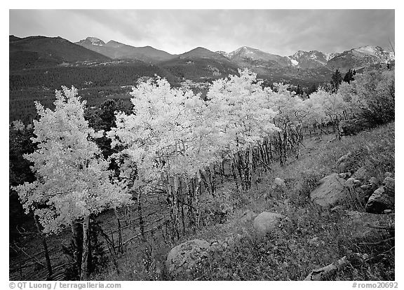 Aspens in bright yellow foliage and mountain range in Glacier basin. Rocky Mountain National Park, Colorado, USA.