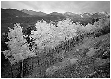 Aspens in bright yellow foliage and mountain range in Glacier basin. Rocky Mountain National Park, Colorado, USA. (black and white)