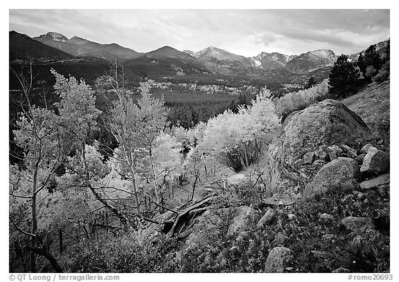 Aspens and mountain range in Glacier basin. Rocky Mountain National Park (black and white)