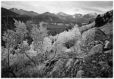 Aspens and mountain range in Glacier basin. Rocky Mountain National Park ( black and white)